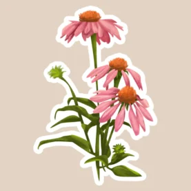 Coneflower Vinyl Sticker
