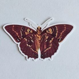Common Blue Charaxes Butterfly Vinyl Sticker