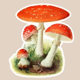 Red Cap Mushrooms Vinyl Sticker
