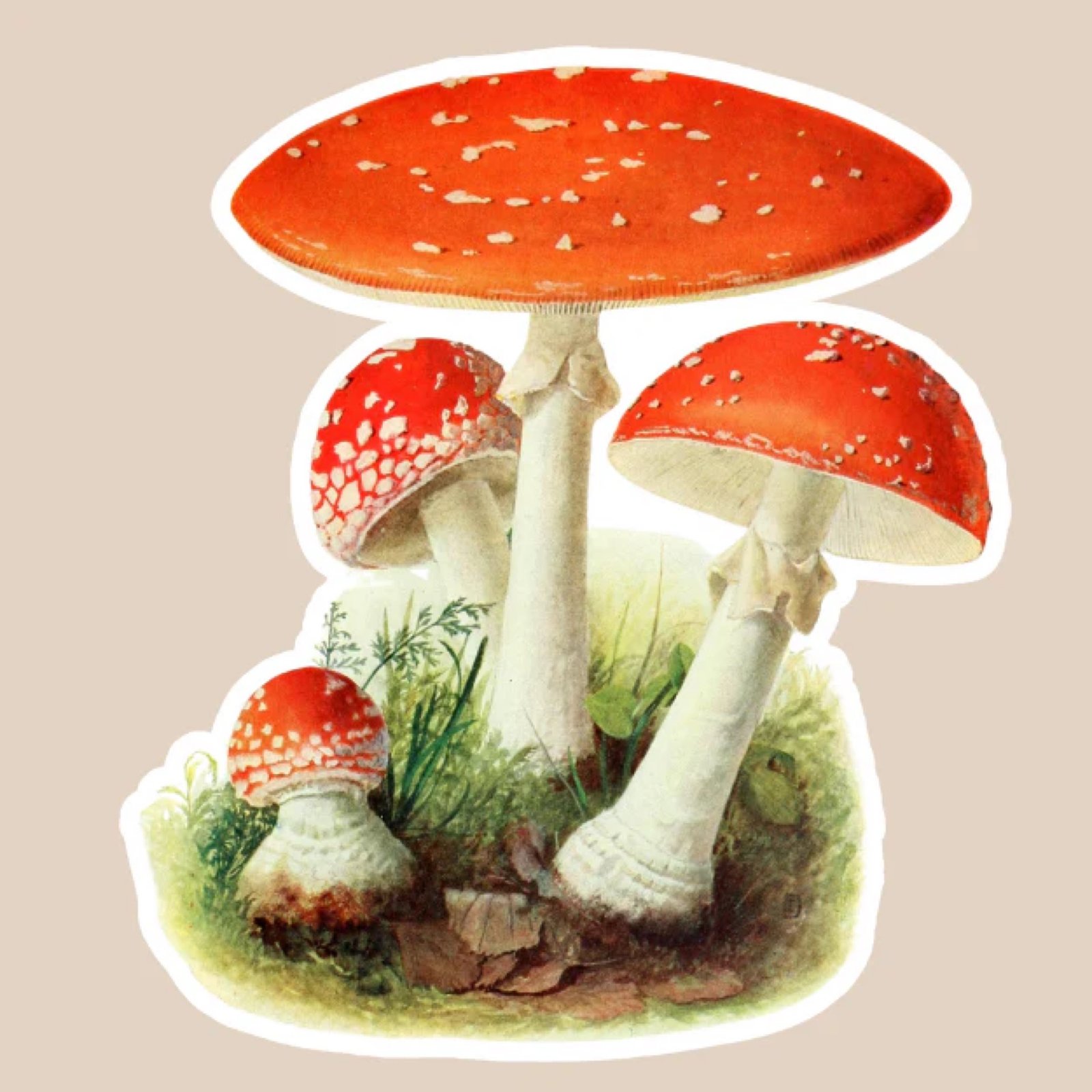 Red Cap Mushrooms Vinyl Sticker