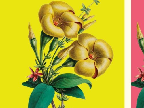 Writers And Gardeners On Their Favorite Plants